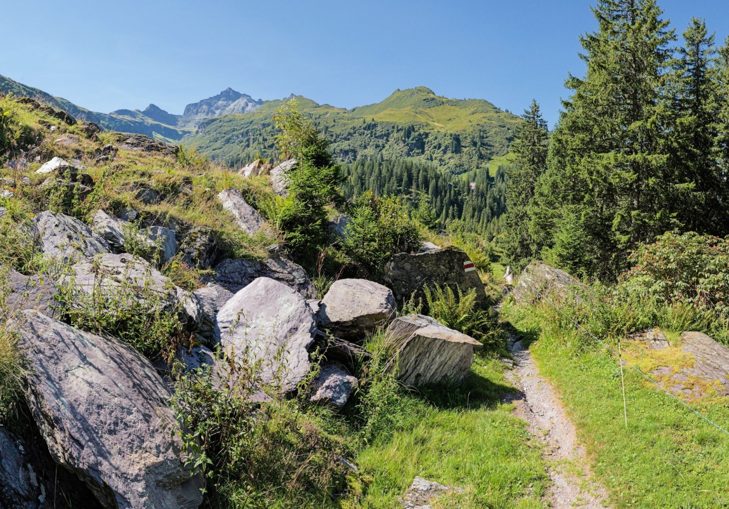 Perfekt für Kreuzottern: ein Wirrwarr von Steinen und Sträuchern. Bei der Alp Mettmen.
