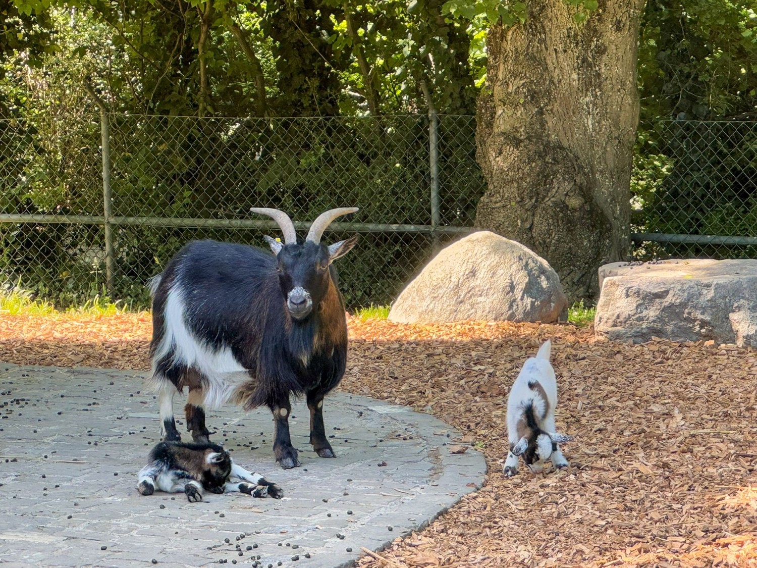 Nel Bois de la Bâtie anche i capretti sentono l’arrivo della primavera.