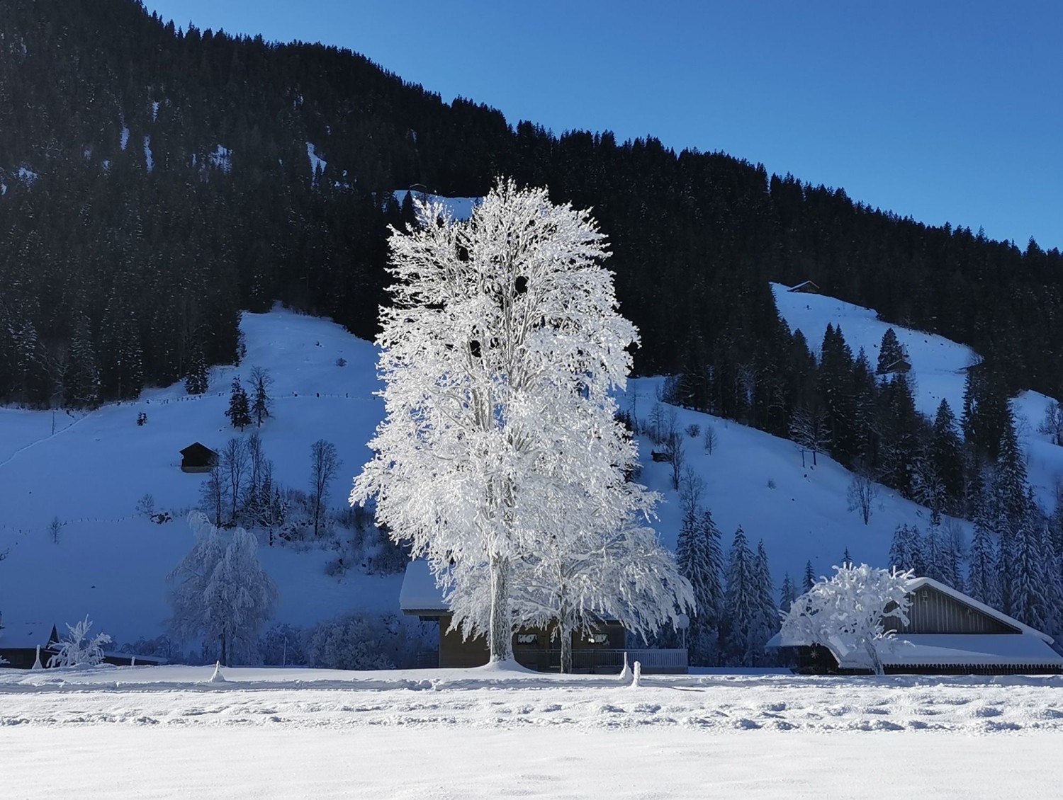 La magie du givre dans les environs de la rivière Sumpfbach