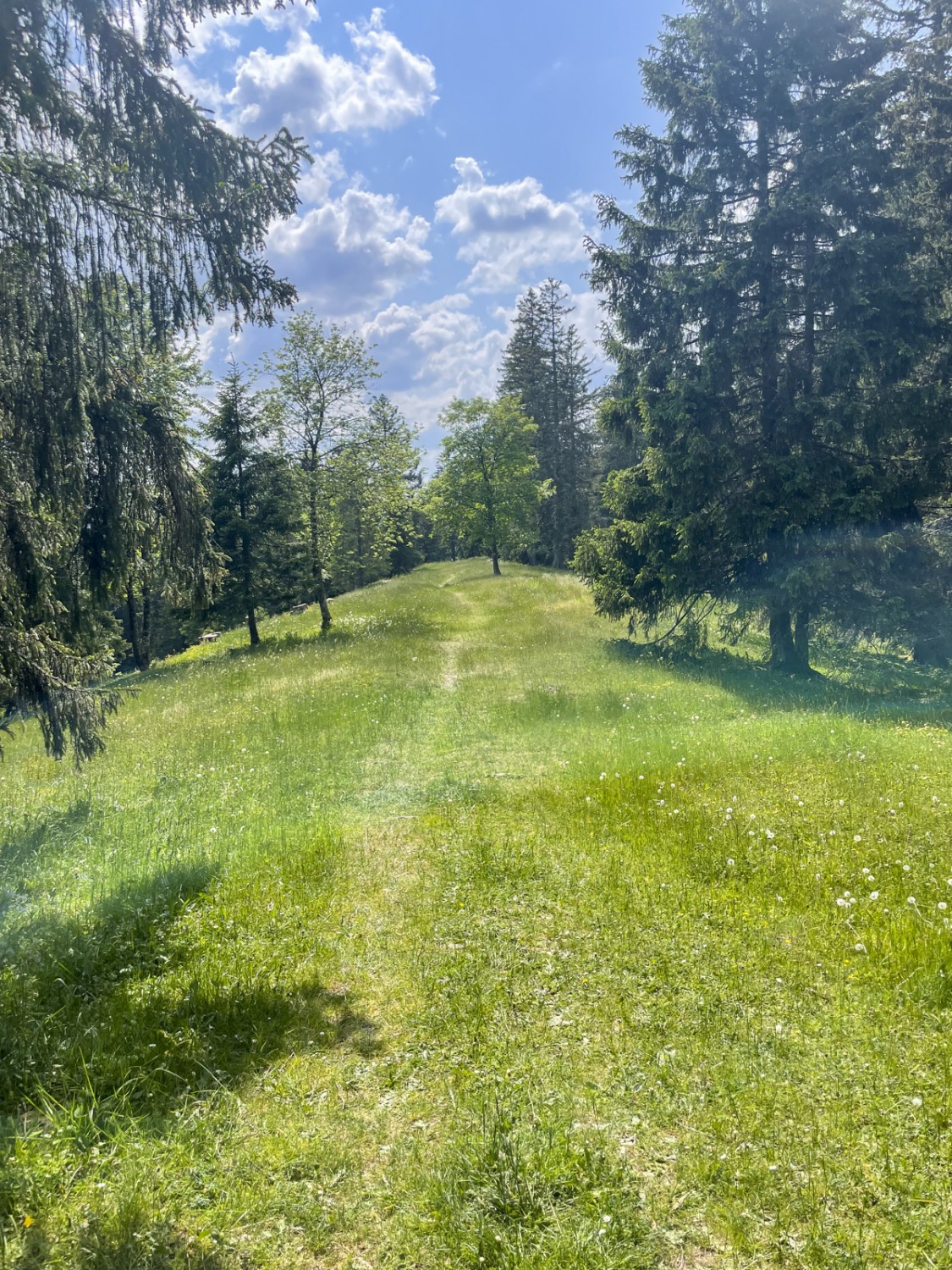 Typiquement jurassien: le chemin pédestre traverse des praires et des forêts clairsemées. Photo: Lukas Frehner