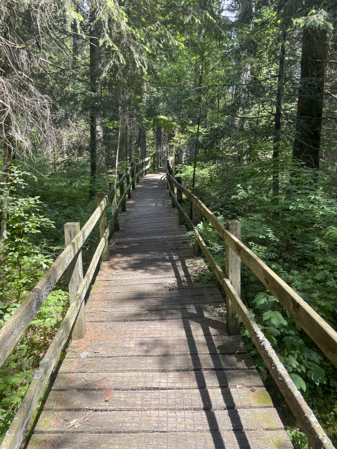 Une passerelle en bois permet de découvrir le paysage marécageux protégé de La Sagne. Photo: Lukas Frehner