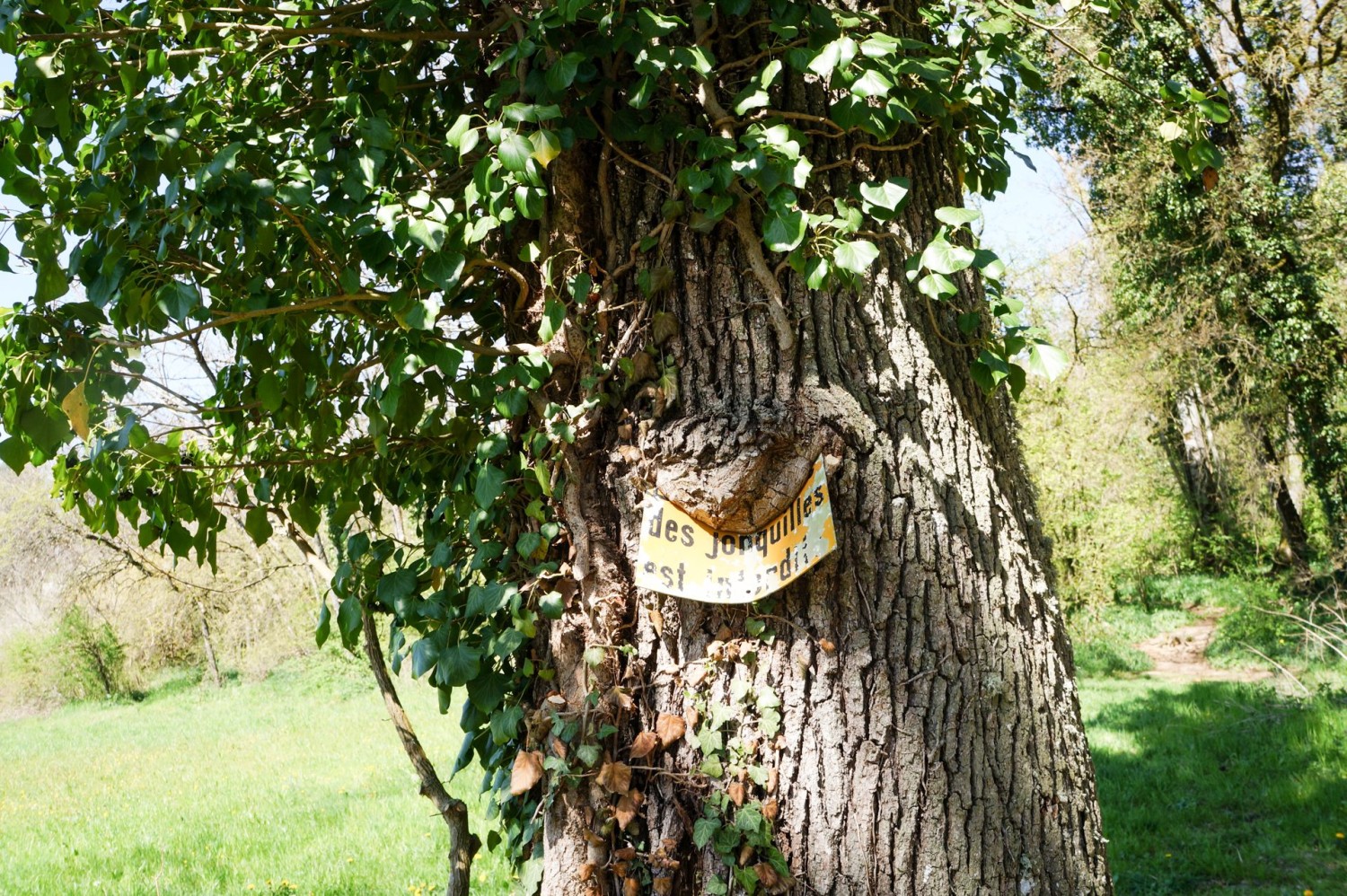 Die Osterglocken im Parc naturel des Jonquilles dürfen nur angeschaut werden – Pflücken verboten!