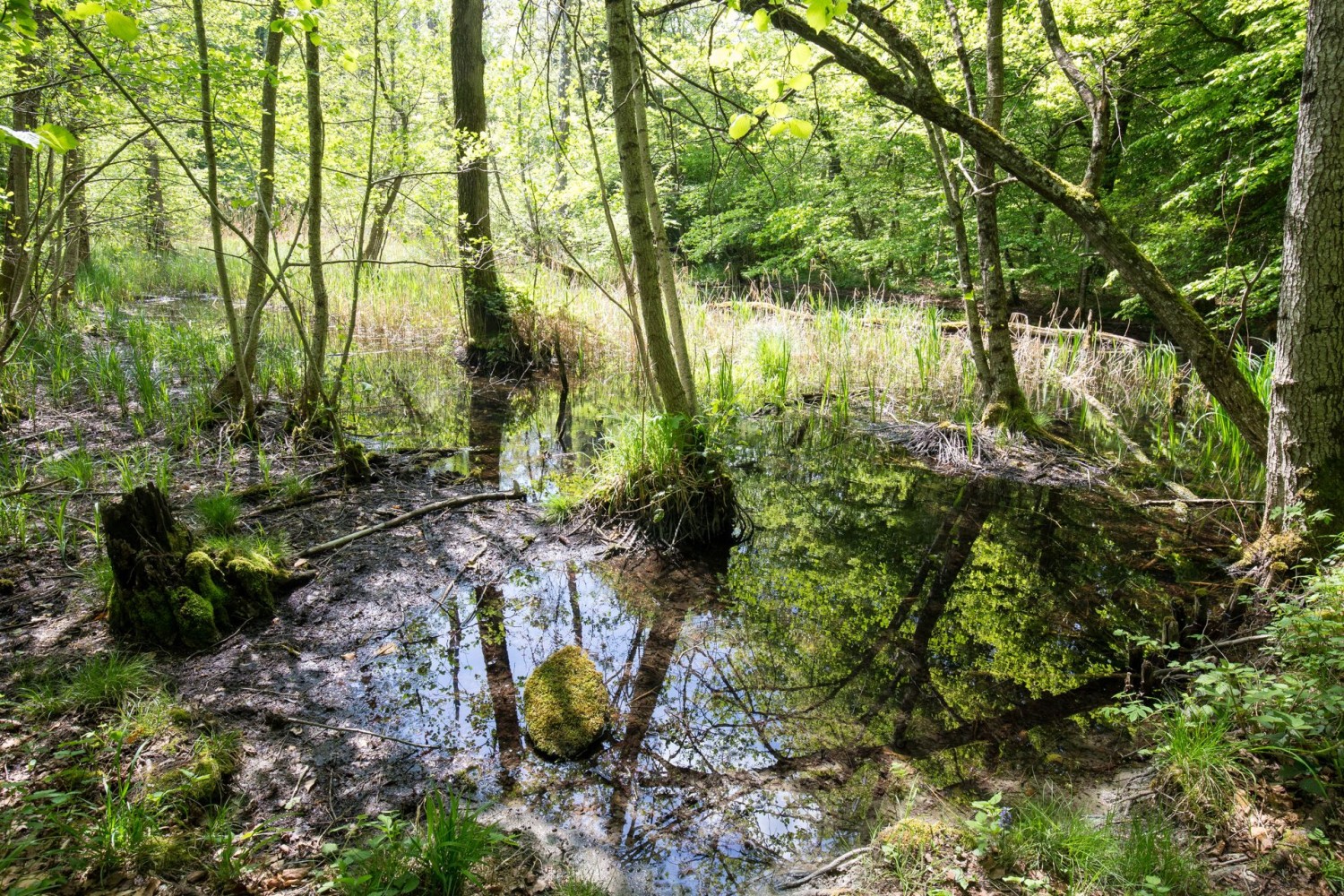 En chemin, on traverse d’anciens bras du Rhin.