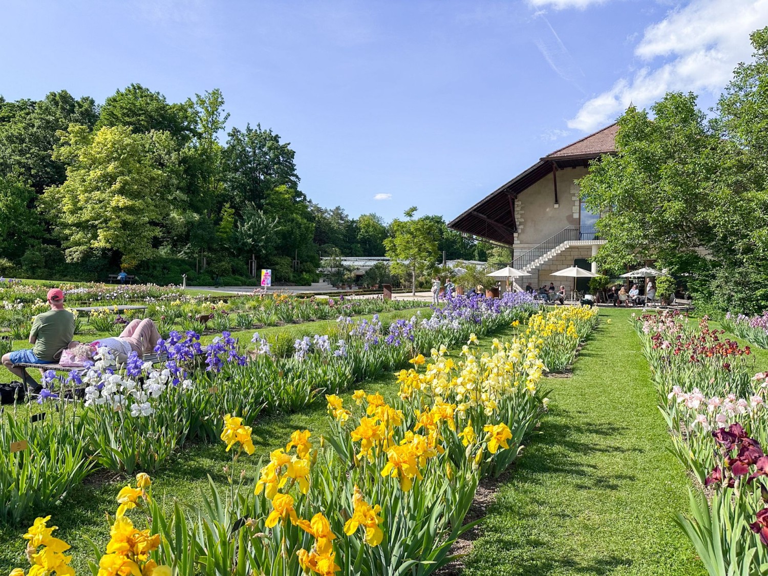 I Giardini Merian: una variopinta distesa di iris in fiore.