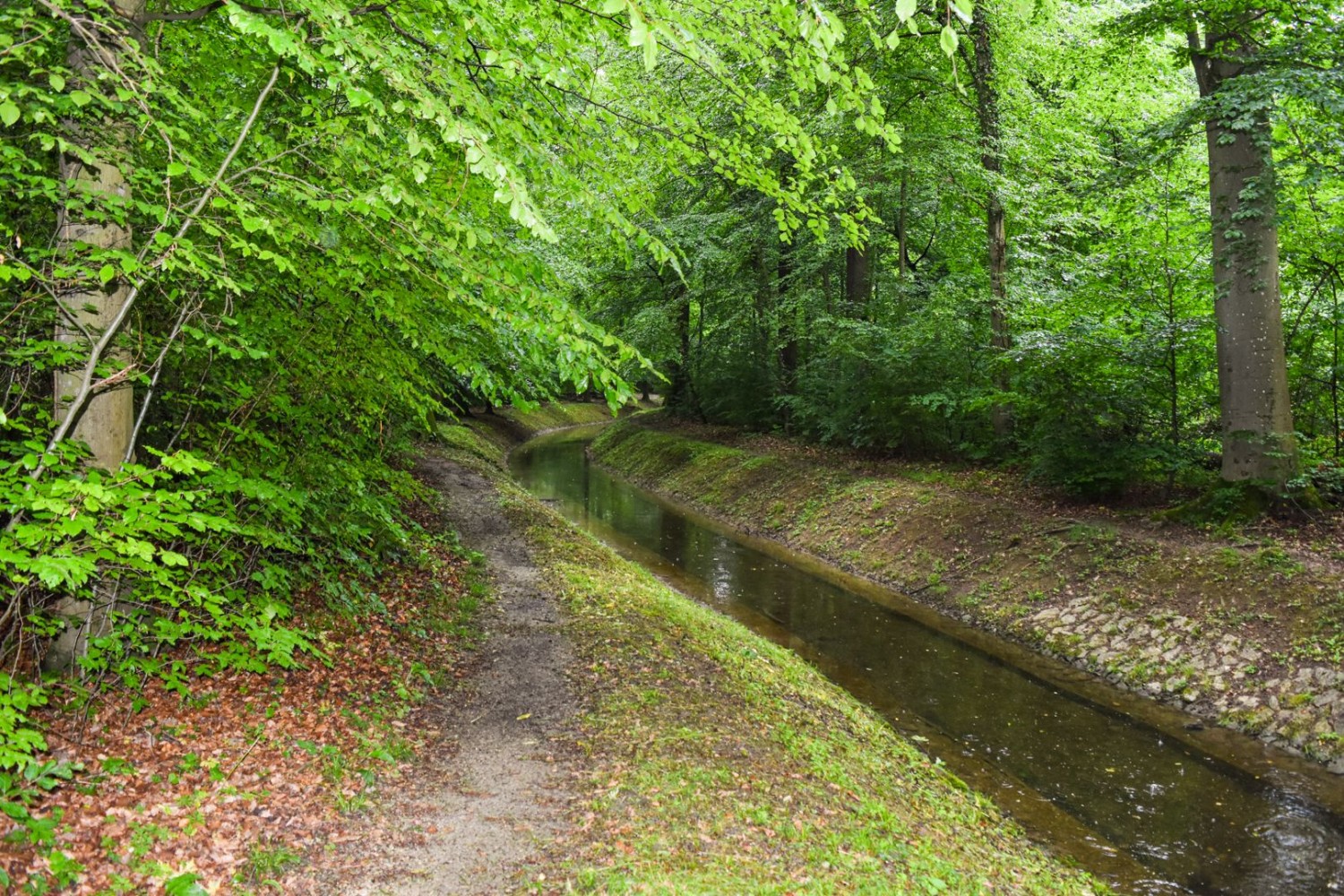 Im Hardwald versickert Rheinwasser in Gräben und Weihern und wird dadurch natürlich gereinigt.