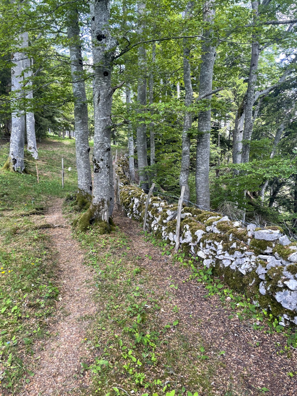 De traditionnels murs de pierres sèches séparent les pâturages. Photo: Lukas Frehner