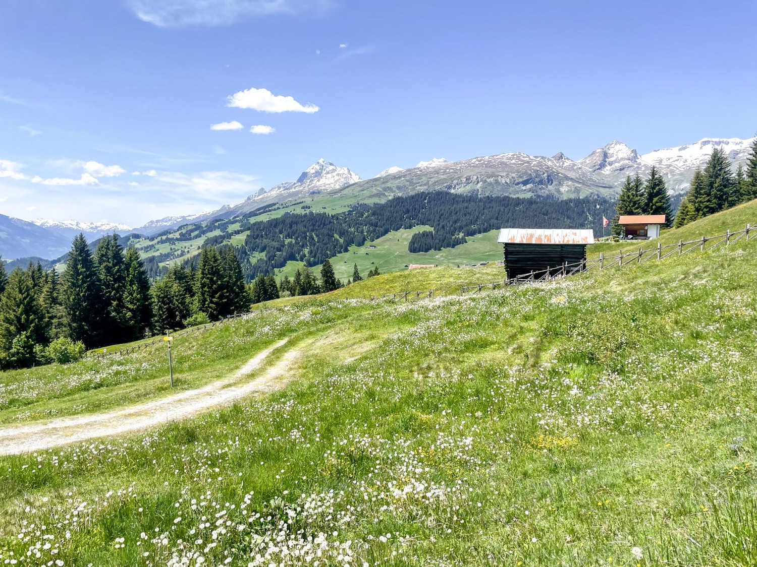 Prati in fiore lungo il sentiero da Pigniu a Siat.