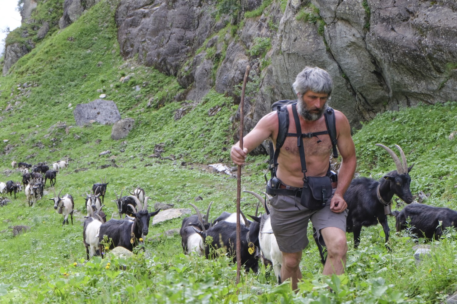 Felix, le berger, amène quotidiennement ses chèvres là où poussent de délicieuses herbes. Photo: Elsbeth Flüeler