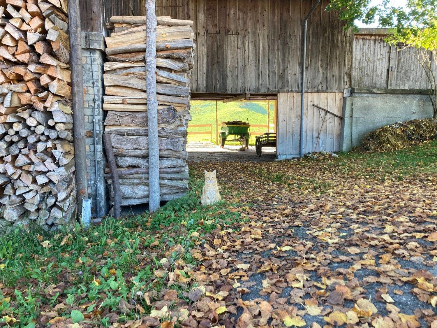 Am Wegrand bei Krauchthal