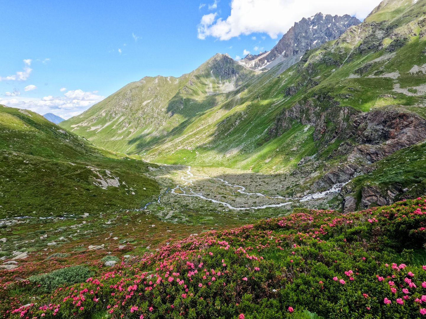 La montée jusqu’à la cabane est bordée de rhododendrons des Alpes.