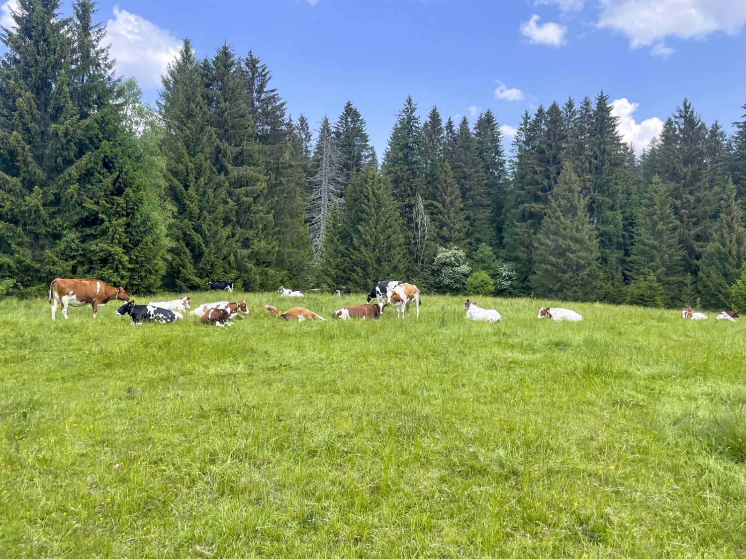 Le lait de ces vaches a-t-il été utilisé pour la fabrication de la Tête de Moine? Photo: Lukas Frehner