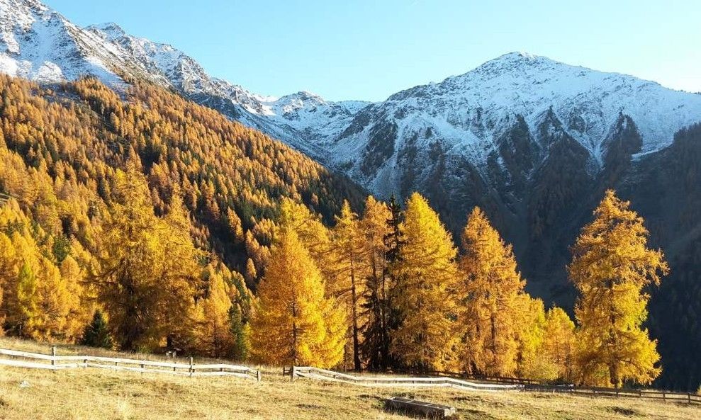 Couleurs d'automne aux mélèzes de Balavaux