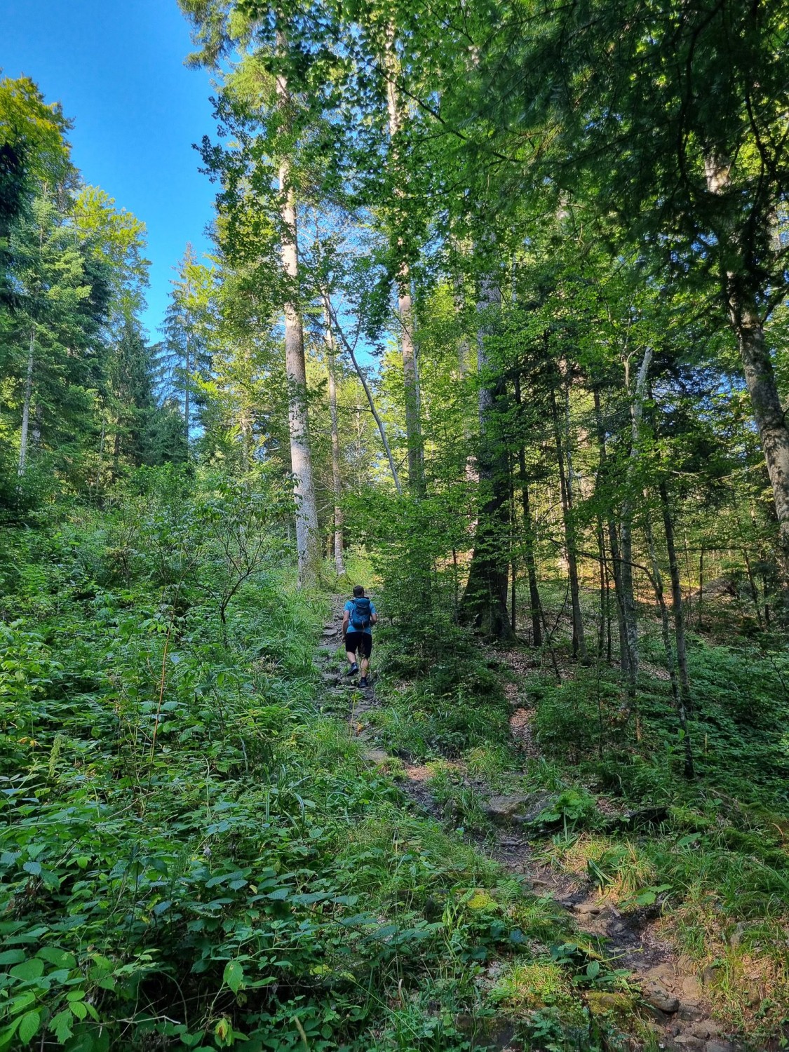 Steiler Aufstieg durch den Burgerwald.
