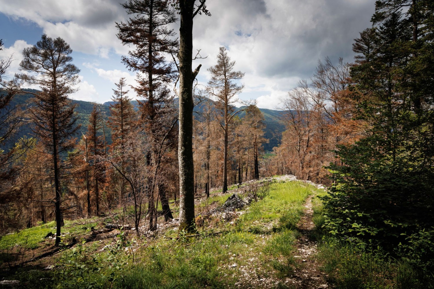 Am Vorderen Brandberg ist das Grün einem Schwarz gewichen. Im Herbst 2023 verwüstete ein Brand fast sechs Hektar Wald.