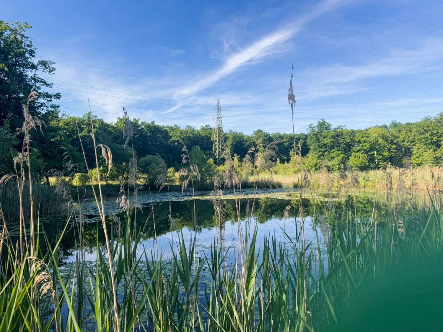 Questo idillico stagno si trova nella riserva naturale di Bois des Mouilles.