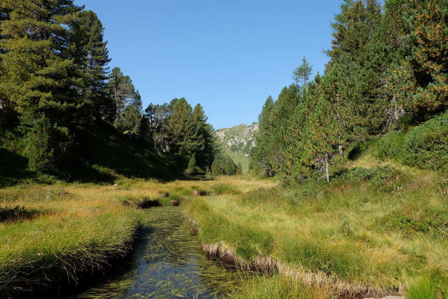 Die Salvasèca bildet die Waldgrenze. Über ein Hochmoor erreicht man die Alpstufe.