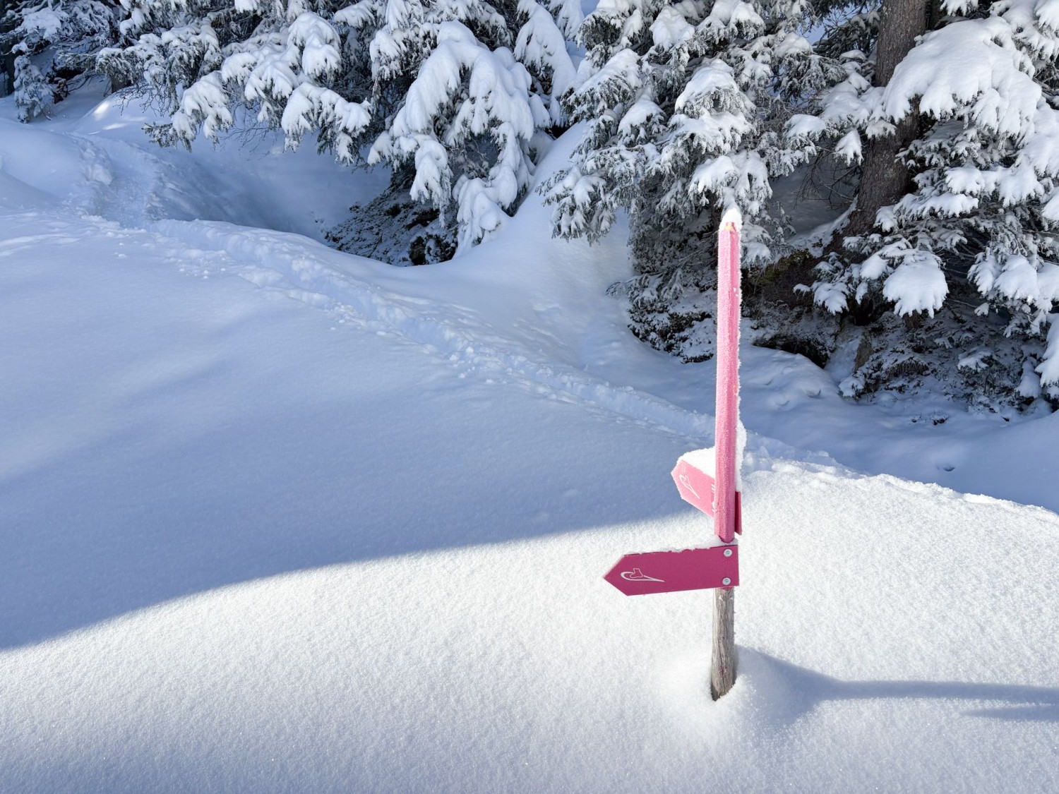 Presque recouverts de neige: les panneaux indicateurs roses