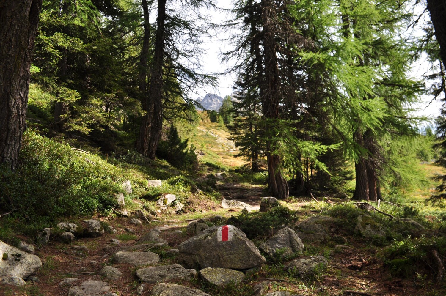 Der Weg führt zwischenzeitlich durch einen lichten Wald.