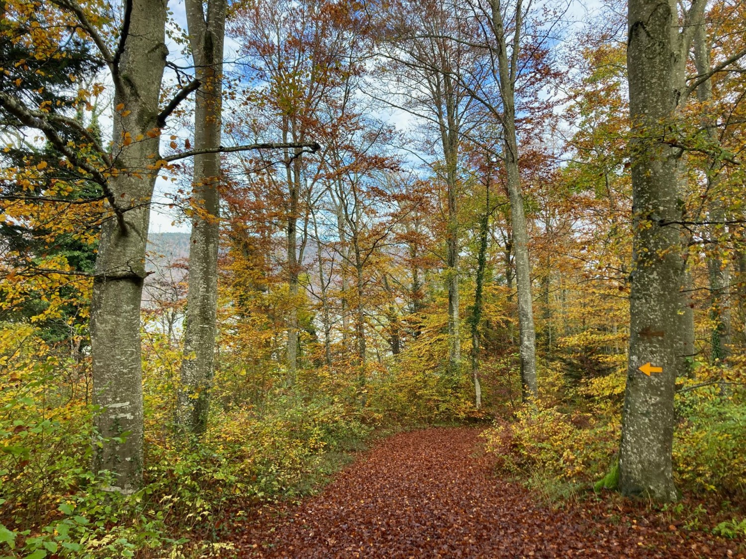 Herbstliches Farbenspektrum im Wald bei Prêles