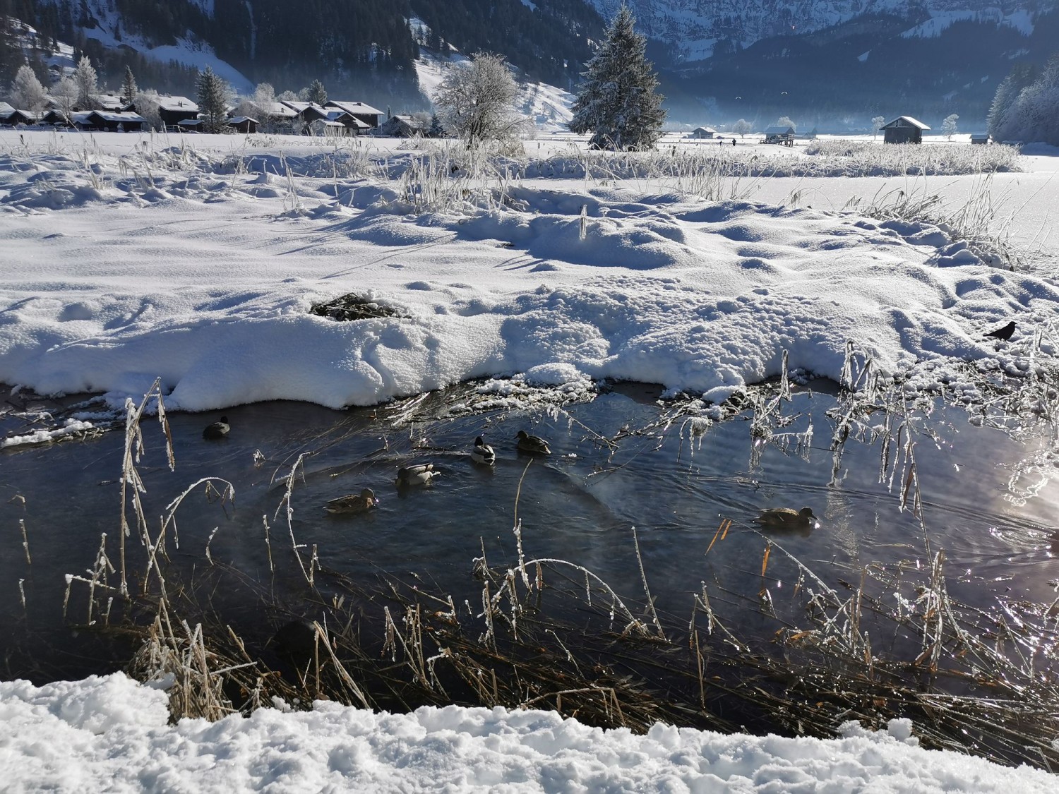 Le Lenkersee accueille des oiseaux aquatiques toute l’année.