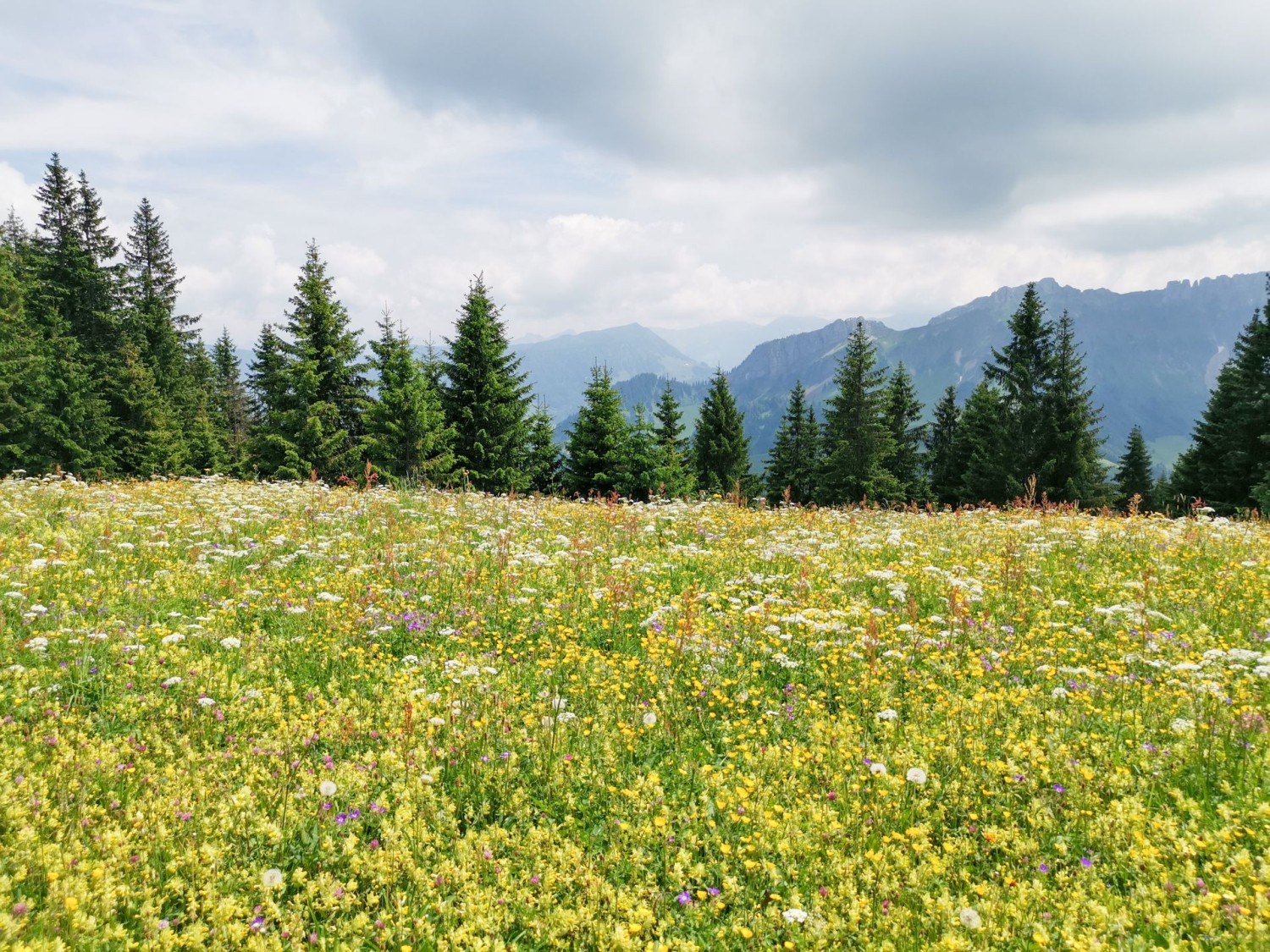 Que de fleurs au printemps à la montagne! On ne s’en lasse pas.