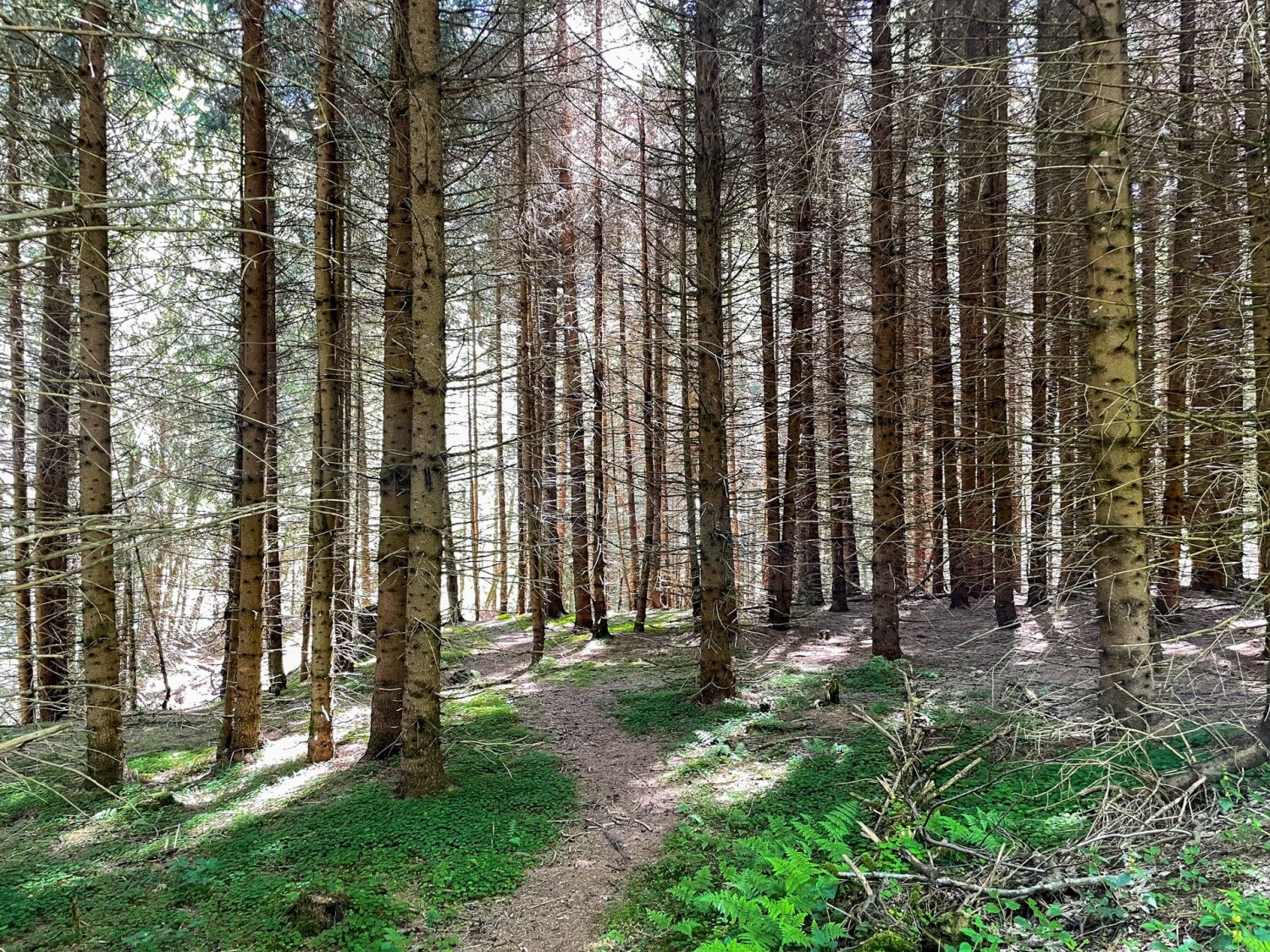 Gli ombrosi tratti boschivi sono attraversati da piccoli corsi d’acqua.