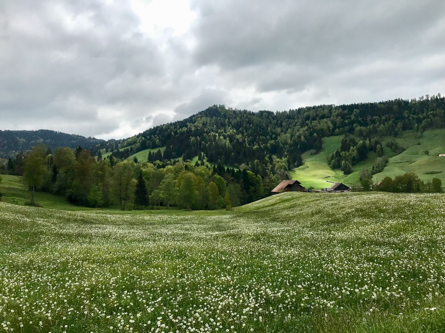 Auf dem Rückweg ins Dorf Unterägeri führt der Weg an saftigen Blumenwiesen vorbei.