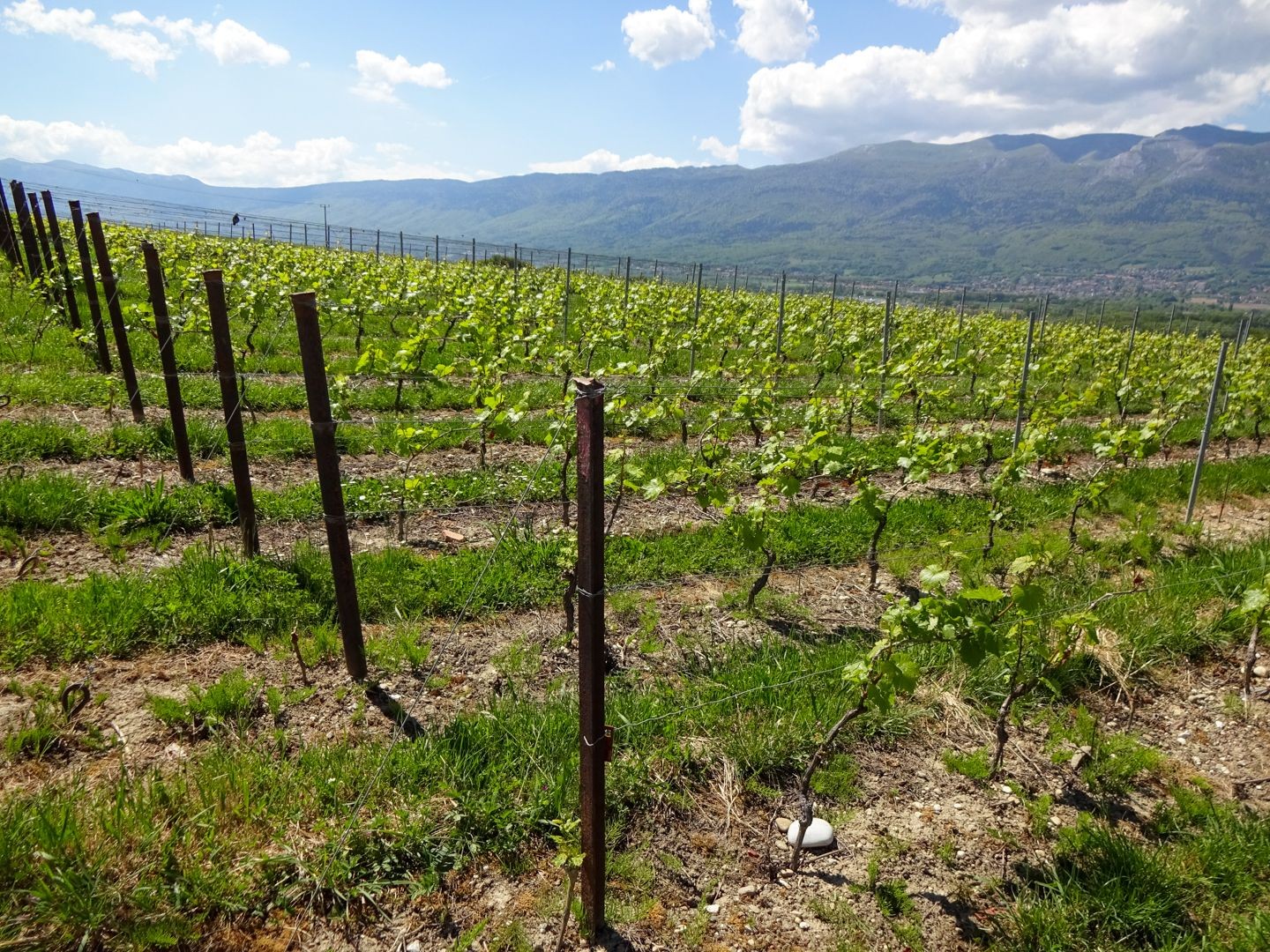 Le grand vignoble de Satigny s’étend à partir de Choully.