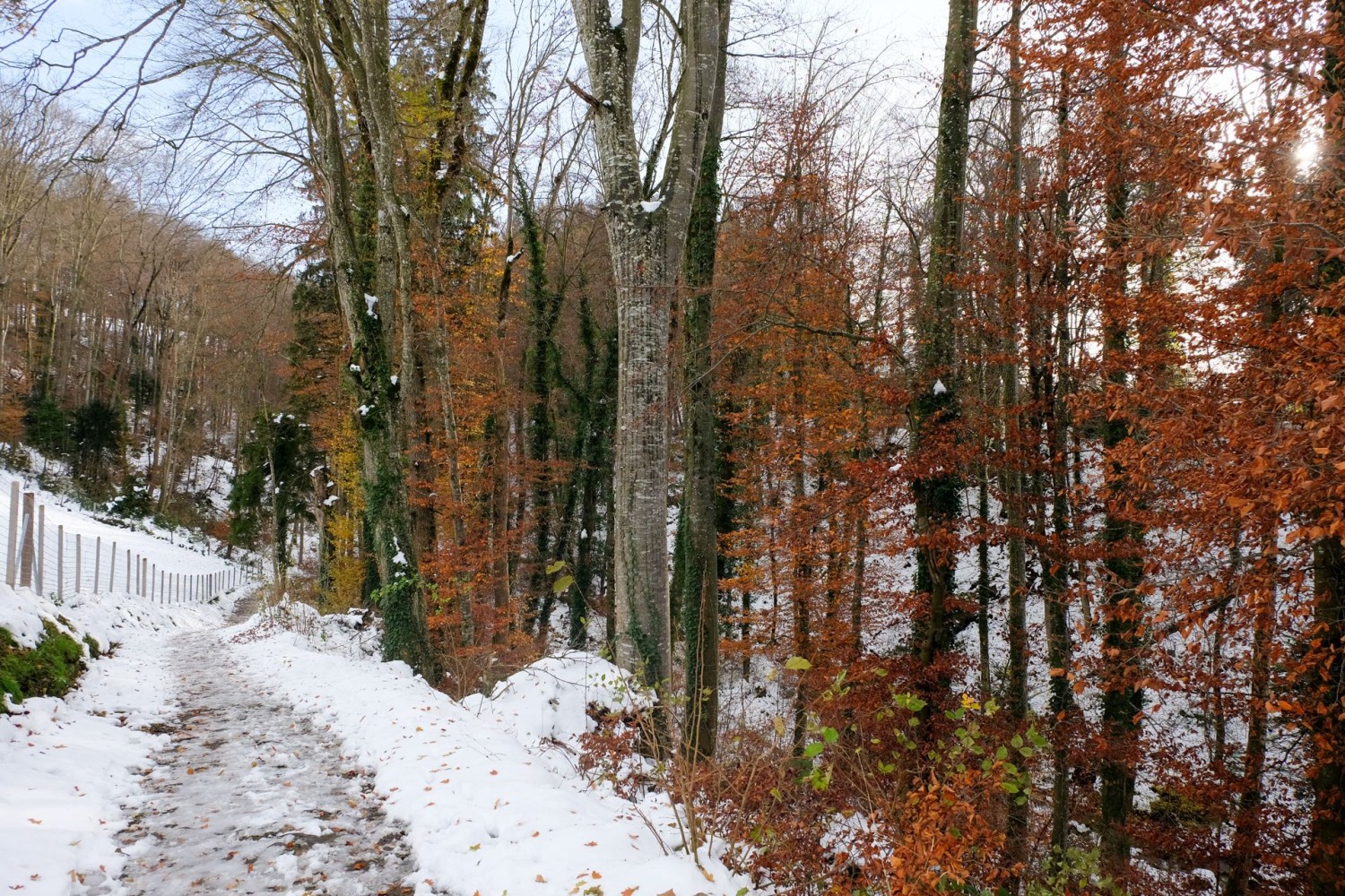Durch das lauschige Tälchen des Dünkelbachs geht es zum Schloss Heidegg.