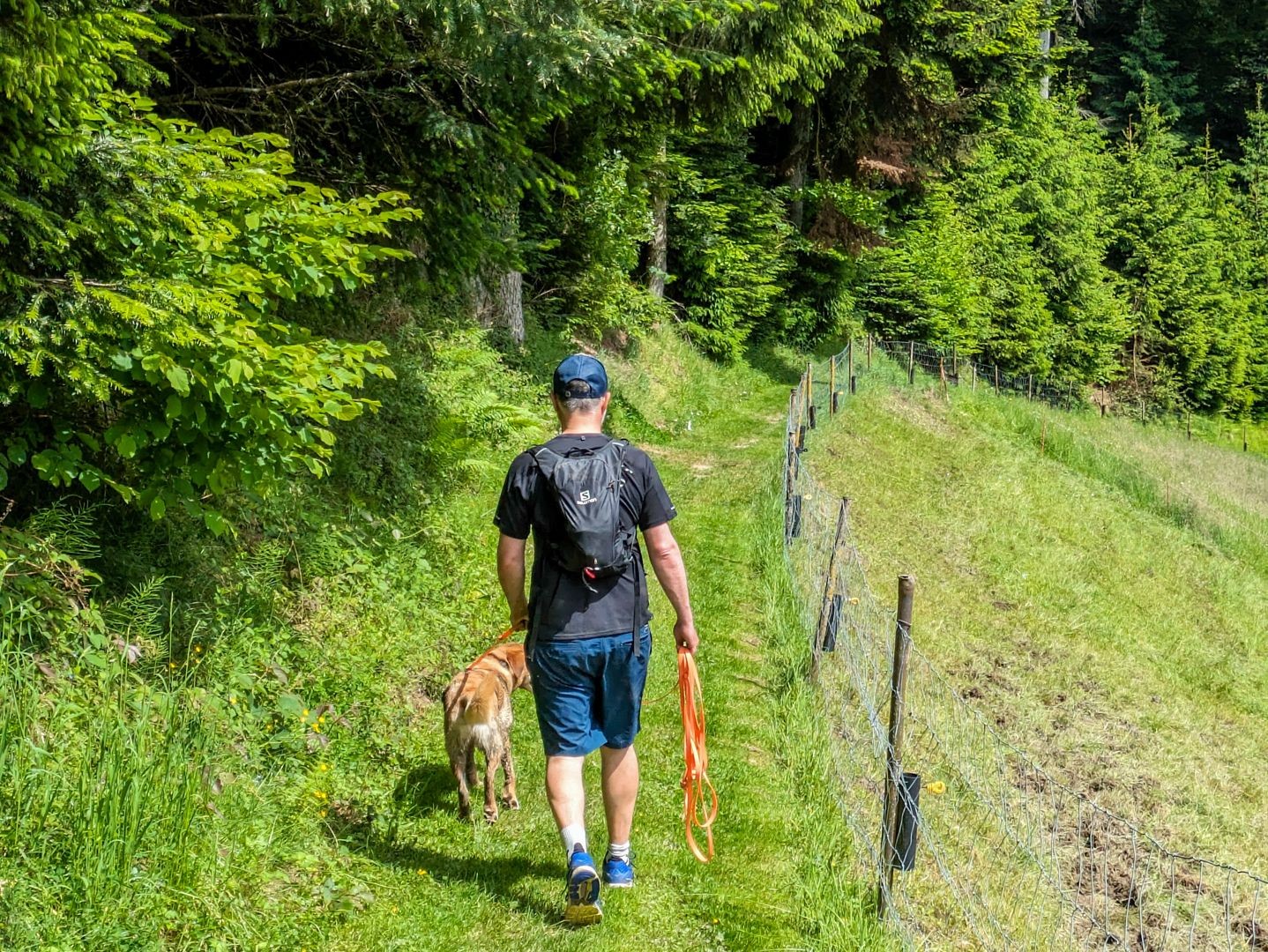 Il sentiero costeggia prati e pascoli ai margini del bosco.