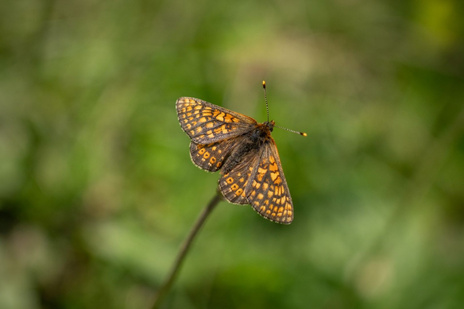 Goldener Scheckenfalter (Euphydryas aurinia).