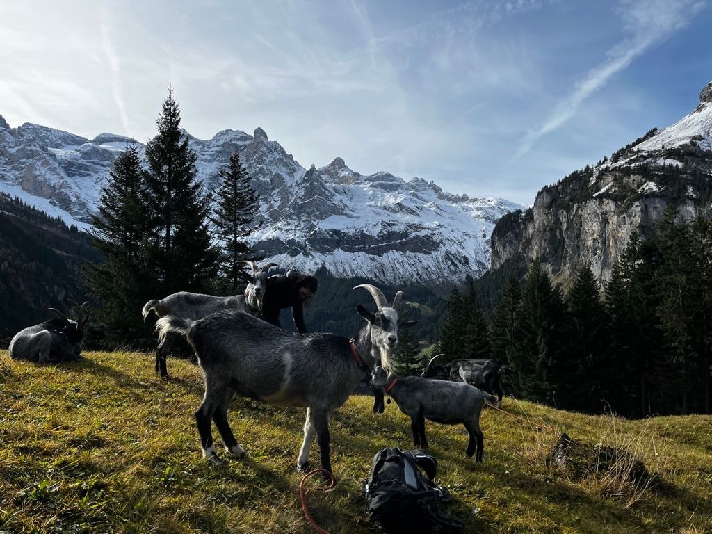 Erlebnis mit Ziegen